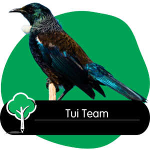 Treetops Botany Junction Early Learning Centre Tui Team